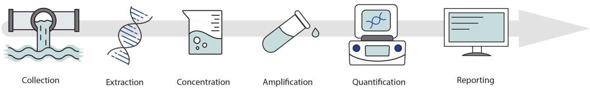 This diagram shows the basic steps of collection, extraction, concentration, amplification, quantification, and reporting by displaying a sewage system DNA structure, beaker, test tube, PCR machine, and a computer overlayed on an arrow.