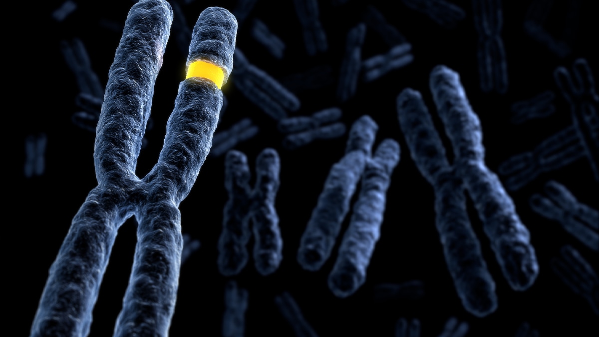 dark blue chromosomes with yellow stripe