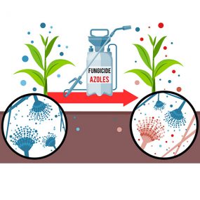 An image of a plant before and after fungicide treatment. The plant on the left is infected by a fungus, with a microscopic view of the fungal spores. An arrow with a sprayer bottle of fungicide containing azoles indicates treatment of the plant. The arrow points to a treated plant, now infected with two types of fungi, resistant and non-resistant to azoles.