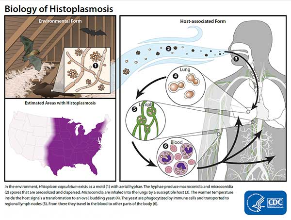 Image of the life cycle of Histoplasma capsulatum: Environmental Form, Host-associated Form, and Areas of Endemic for Histoplasmosis