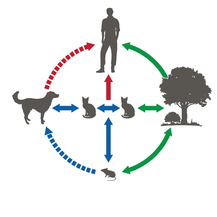 Graphic of chart for sporotrichosis showing Green -Transmission from plants, Blue- Animal to Animal, Red - Animal to human
