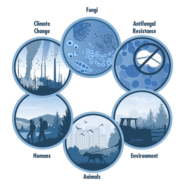 One Health and Fungal Diseases | Fungal Diseases | CDC