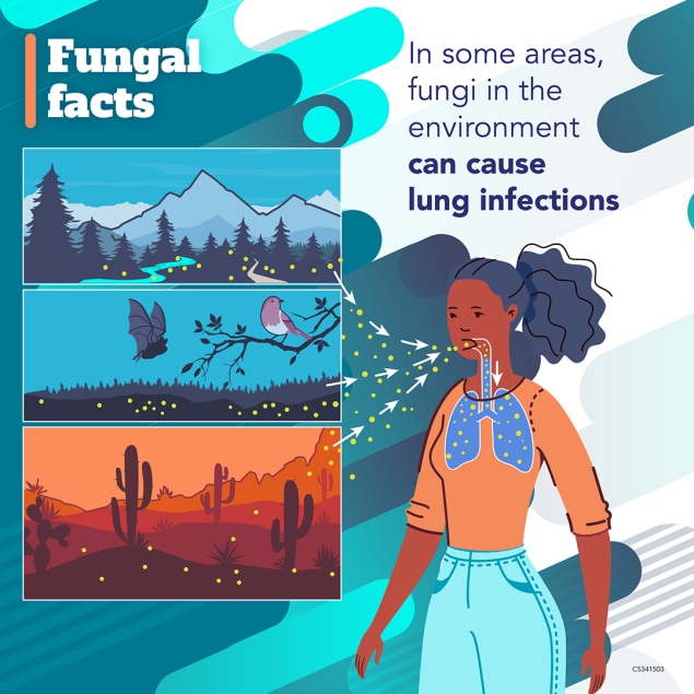 Fungal facts: In some areas, fungi in the environment can cause lung infections.
