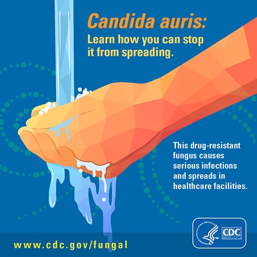 Image showing button for download on Candida auris: Learn how you can stop it from spreading.