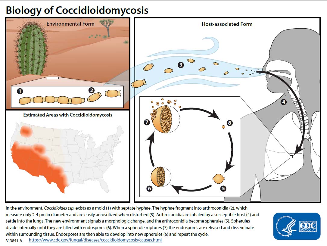 Figure showing the biology of Coccidioidomycosis