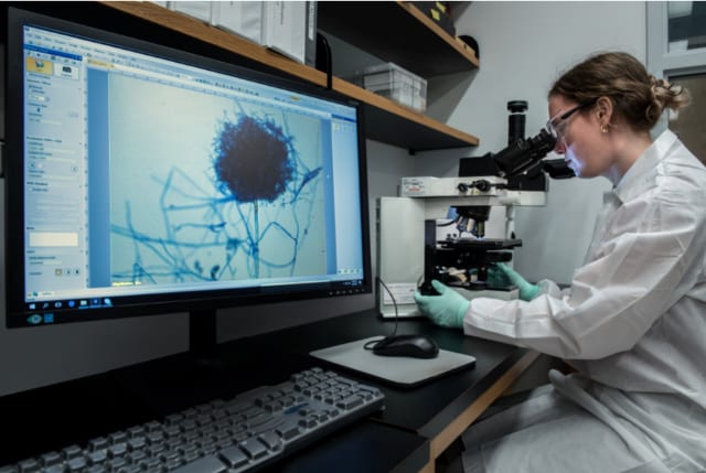 A scientist looking at a fungus sample through a microscope.