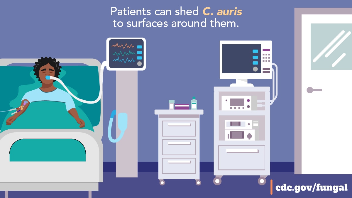 A patient in an intensive care unit hooked up to many medical devices. Text: Patients can shed C. auris to surfaces around them.