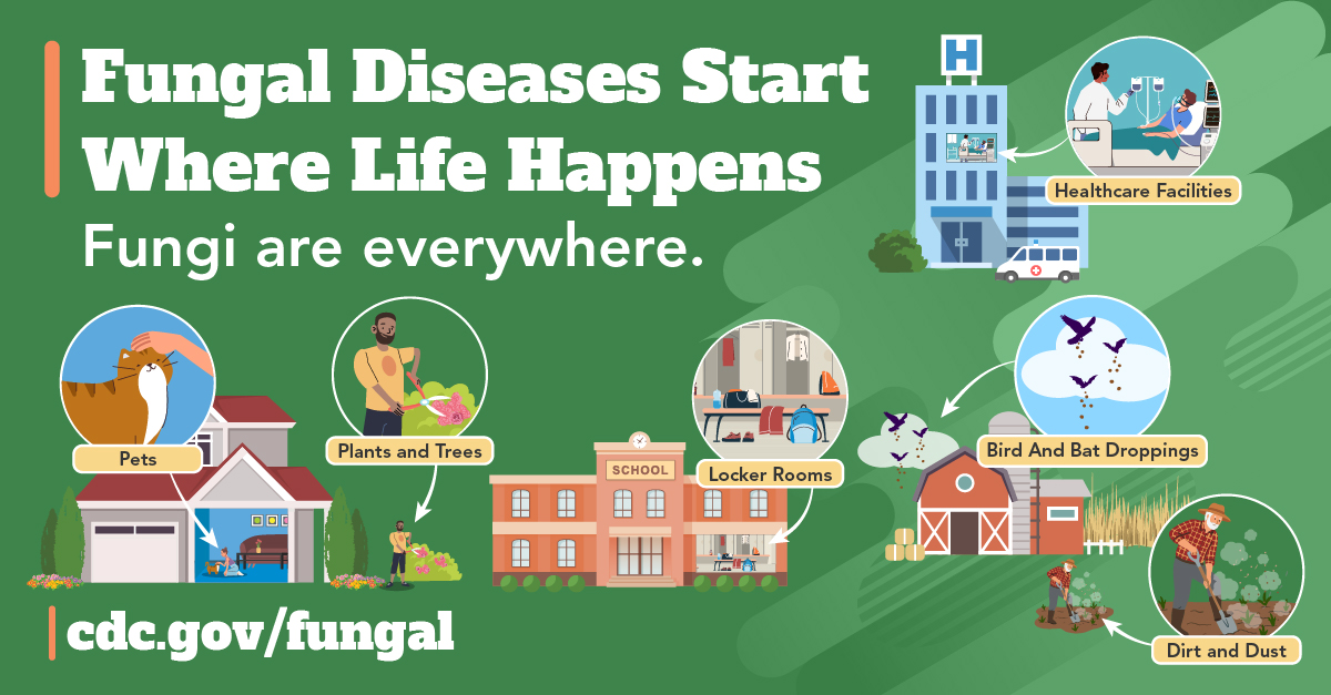 Fungi are shown in bird and bat droppings, plants and trees, healthcare facilities, dirt and dust.