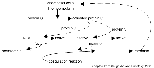 chart with arrows showing the conversion of prothrombin to thrombin, adapted from Seligsohn and Lubetsky, 2001
