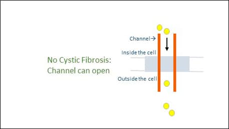 with no Cystic Fibrosis the channel can open and the receptors can pass through