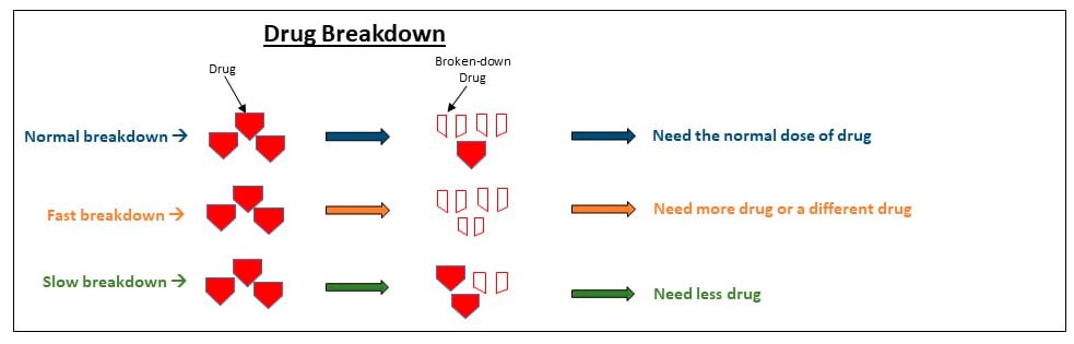Drug Breakdown: with a normal breakdown a normal dose of the drug is needed to be broken down - with a fast breakdown more drug or a different drug is needed - with a slow breakdown less drug is needed
