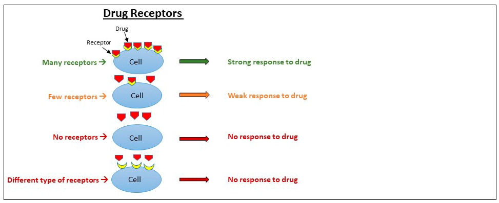 Drug Receptors: with many receptors the Cell has a strong response to the drug - with few receptors the cell has a weak response to the drug - with no receptors there is no response to the drug and with different types of receptors the is also no response to the drug in the cell 