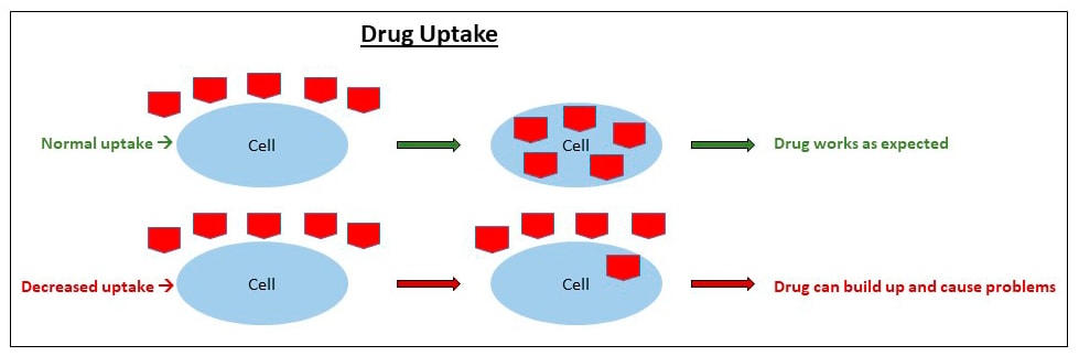 Drug Uptake: with a normal uptake in the cell the drug works as expected - with a decreased uptake in the cell the drug can build up and cause problems