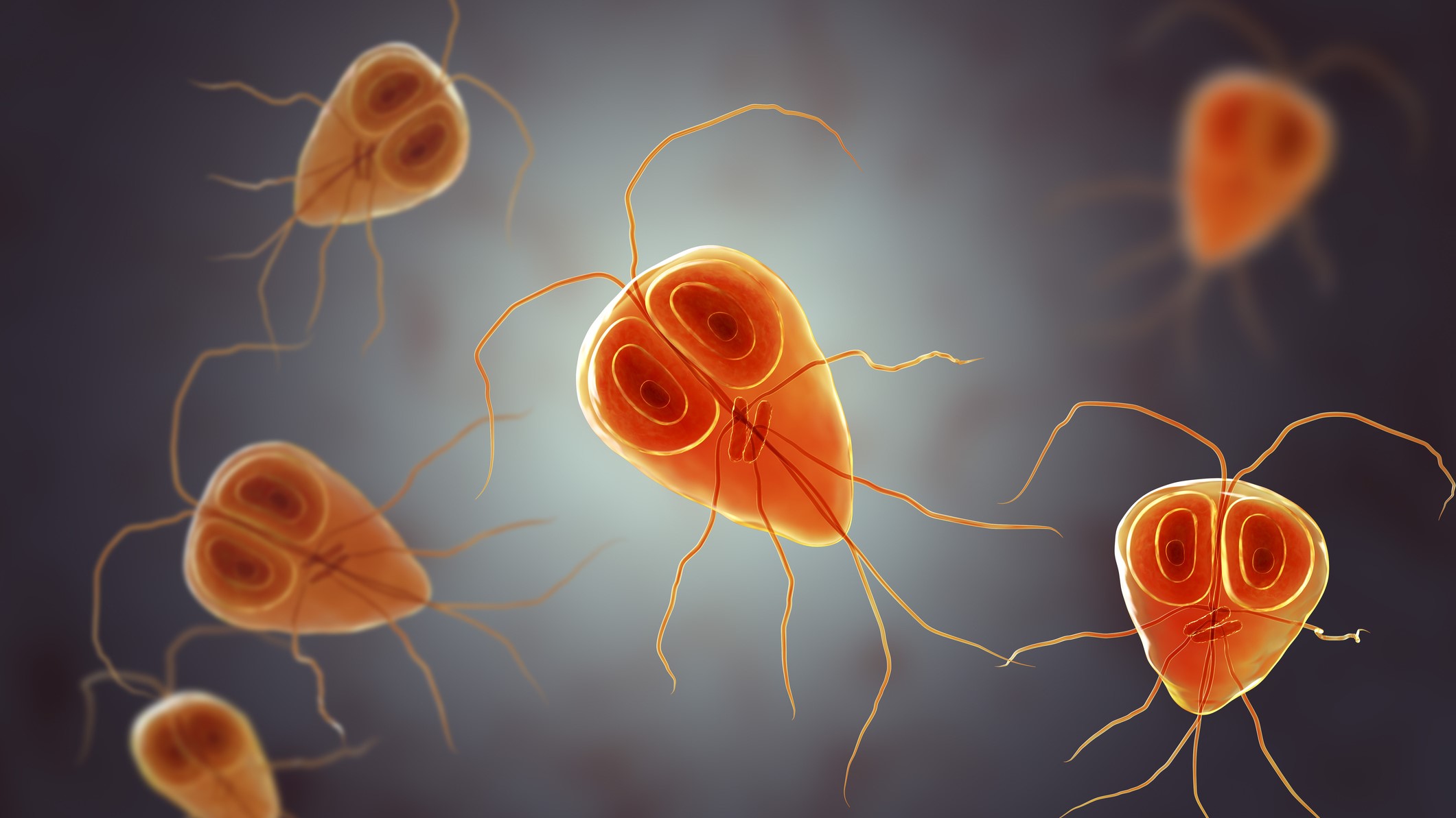 Giardia Infection Causes And How It Spreads Giardia CDC Giardia Infection Causes And How It Spreads Giardia CDC