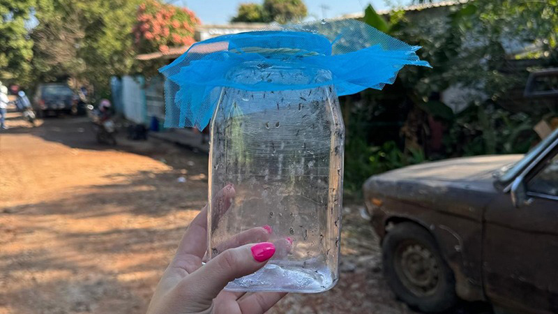 A jar being held up full of mosquitoes