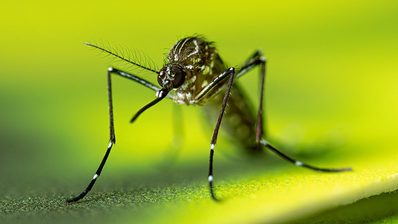 A close-up macro photograph of a mosquito with black-and-white striped legs resting on a vibrant green leaf.