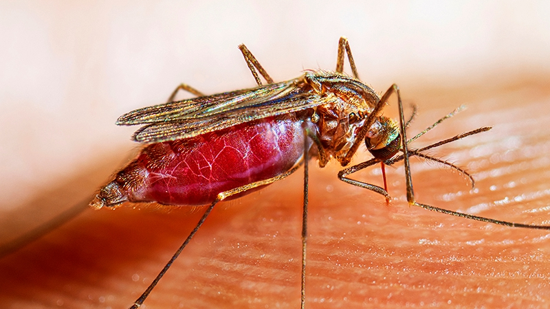 Fighting the World’s Deadliest Animal | Global Health Fighting the World’s Deadliest Animal | Global Health