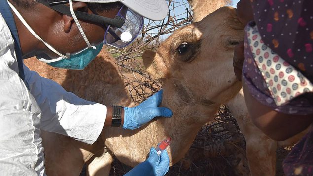 Taking a blood sample from a camel in Marsabit County, Kenya to test for zoonotic pathogens including MERS-CoV.