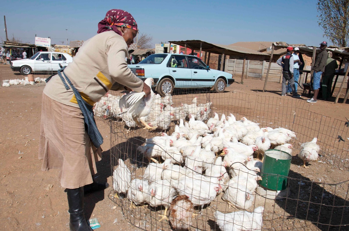 One Health Program was established to enhance South Africa’s capacity to detect and respond to zoonotic disease threats