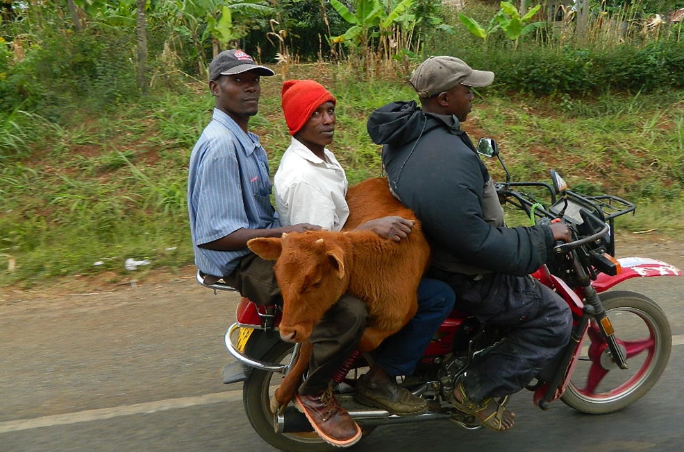 Both human and animal travelers on a motorcycle in Kenya helps highlight the need for a 
