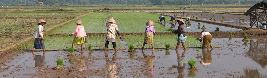 FETP residents in Indonesia conduct an outbreak investigation of leptospirosis affecting farmers in the Boyolali District in Indonesia between May and June 2014. The farmers in this community work in the field from dawn until dusk without any footwear, which is a major risk factor for leptospirosis, a bacterial infection that can lead to kidney damage, meningitis, liver failure, respiratory distress, and even death. Submitted by Evi Susanti Sinaga, Indonesia.