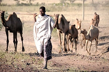Close interaction between Ethiopian herder and camels, captured in 2011. Photo: Hardeep Sandhu
