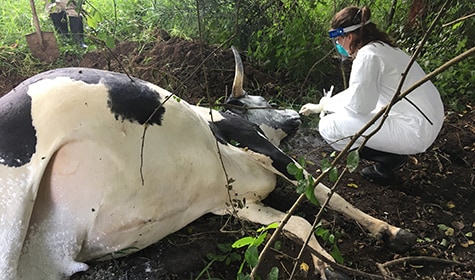 Samples being collected from a suspect cattle carcass in Kiruhura, Uganda. Photo: Bao-Ping Zhu.