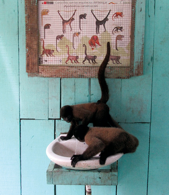 Juvenile woolly monkeys drinking from a fountain at a rescue facility in Iquitos, Peru. Photo: Stephanie Salyer