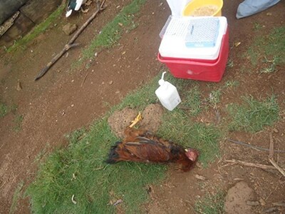 Dead bird at the affected site of Kalanga District, Uganda.