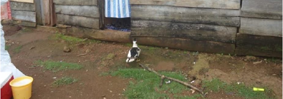 Sick bird in Kalanga District, Uganda.