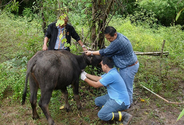 FETP Investigators examining an animal for disease in Chiang Kong.