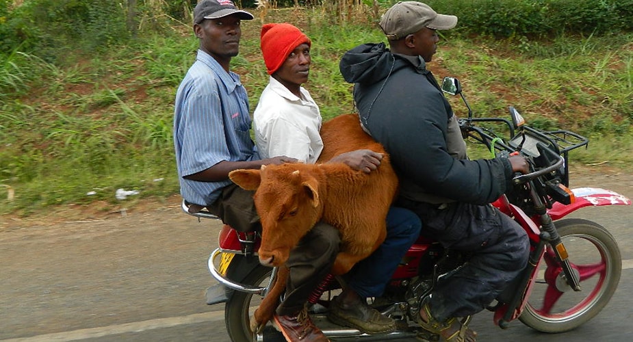 Both human and animal travelers on a motorcycle in Kenya helps highlight the need for a "One Health" approach to global health security. Photo: Joseph Kibachio, Kenya Ministry of Health