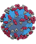 Measles Virus