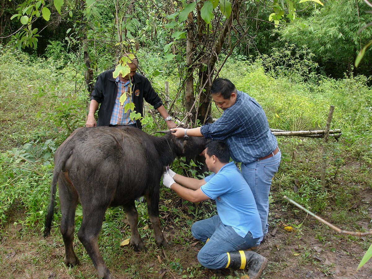 FETP Investigators examining an animal for disease in Chiang Kong