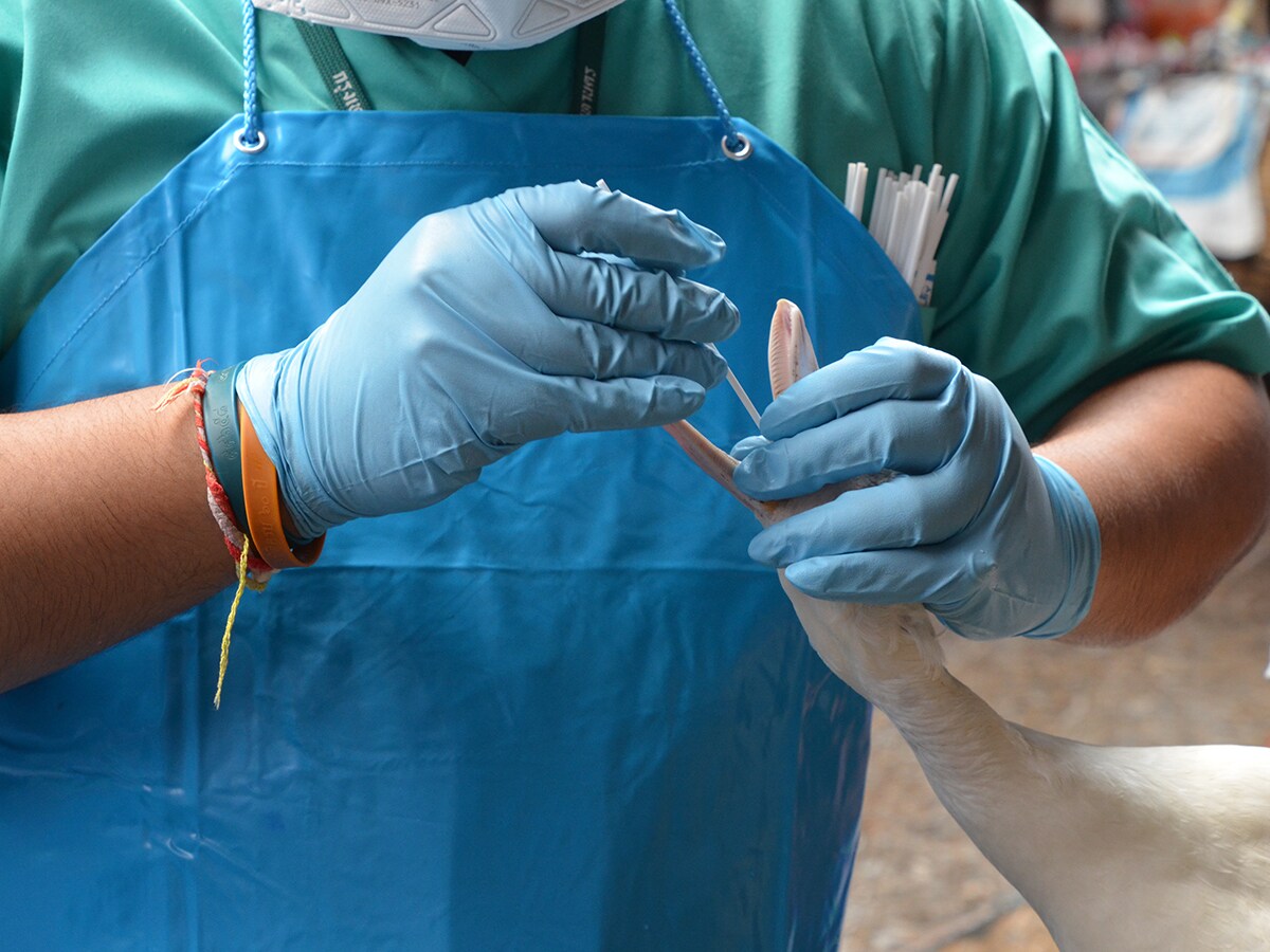 Conducting laboratory disease testing on a waterfowl in Thailand