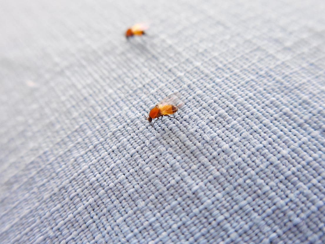 The parasite that causes onchocerciasis is spread by repeated bites of infected Simulium blackflies. Shown here are blackflies attempting to bite through the shirt of a CDC microbiologist on a trip to Guatemala.