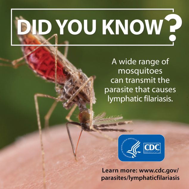Did you know a wide range of mosquitoes can transmit the parasite that causes lymphatic filarisis.