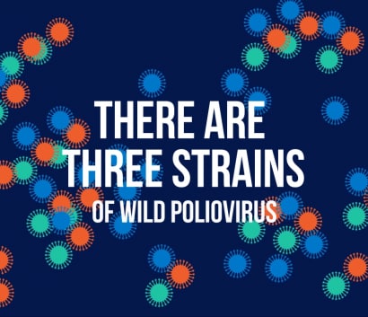 Wild-Polio-Animation