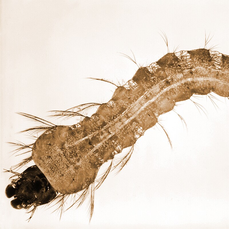 An. stephensi larvae