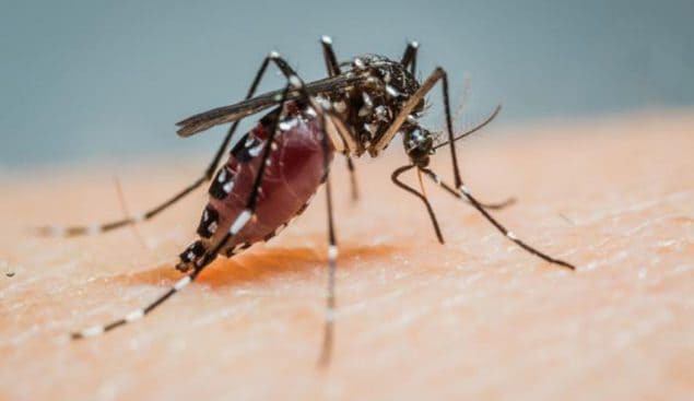 This lethal animal spreads malaria, dengue, West Nile virus, yellow fever, Zika, and other diseases. Learn more about CDC’s leading efforts to eliminate the global burden of malaria and other mosquito-borne diseases.