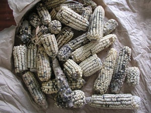 Aflatoxin on corn