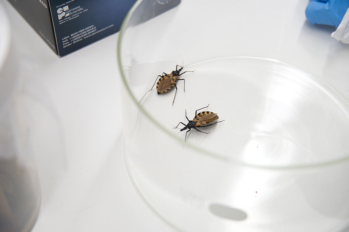  Triatomine bugs in CDC lab for ICD story 
