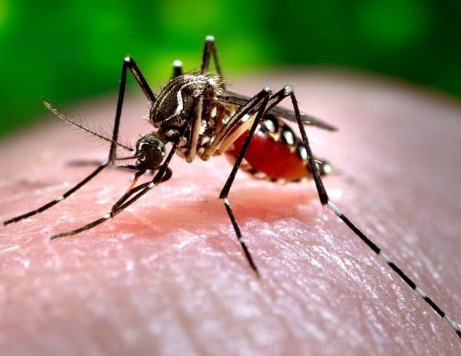 Photo: Aedes albopictus mosquito