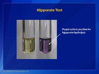 Hippurate Test