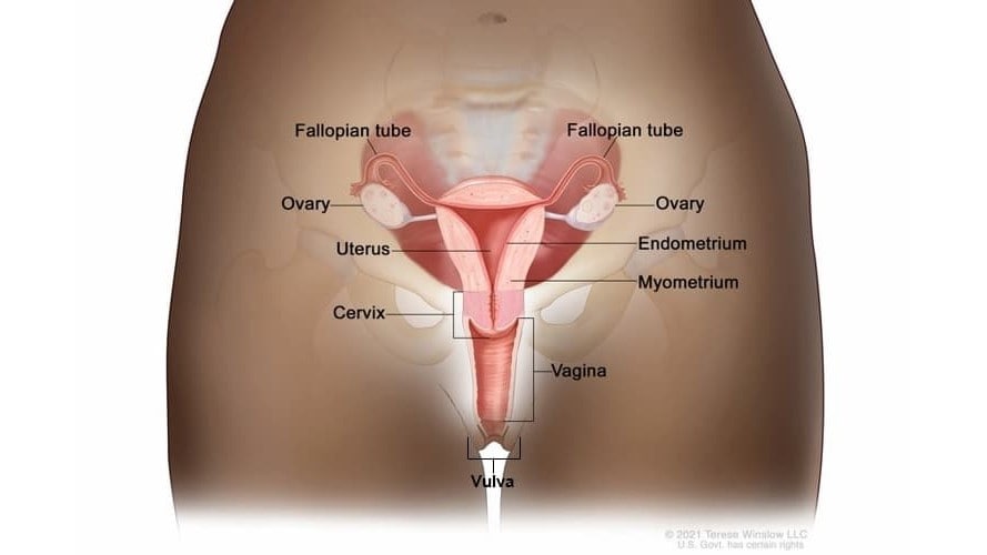 Illustration of a woman's reproductive system, labelling the fallopian tubes, ovaries, uterus, cervix, endometrium, myometrium, vagina, and vulva.