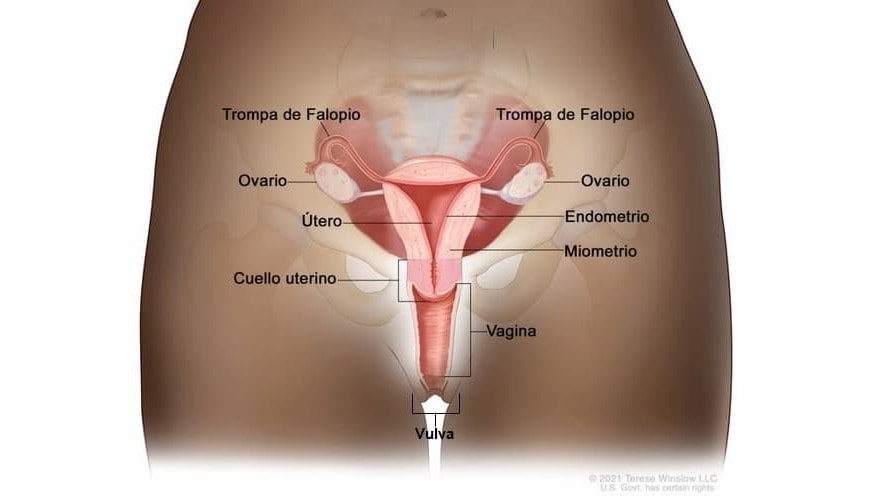 Ilustración del sistema reproductivo de una mujer, etiquetando las trompas de Falopio, los ovarios, el útero, el cuello uterino, el endometrio, el miometrio, la vagina y la vulva