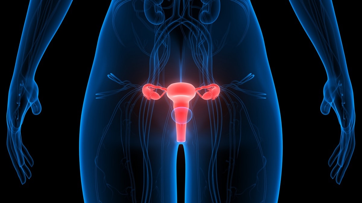 Ilustración médica de los órganos reproductores de la mujer