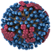 General structure and biology of influenza viruses