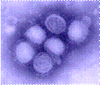 This negative stained transmission electron micrograph (TEM) depicted some of the ultrastructural morphology of the A/CA/4/09 swine flu virus.