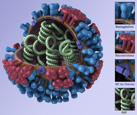 this illustration provides a 3D graphical representation of a generic influenza virion’s ultrastructure, and is not specific to a seasonal, avian or 2009 H1N1 virus